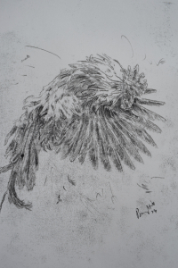 Rooster