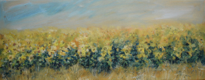 Field of sunflowers