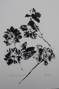 Helleborus