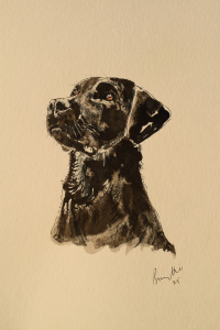 The look of love (black labrador)