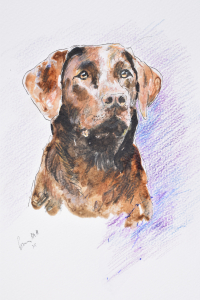 Choccy choccy choccy (Chocolate Labrador)