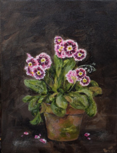 Primula auricula